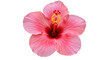 © Lena - Isolated Single Pink Hibiscus Flower