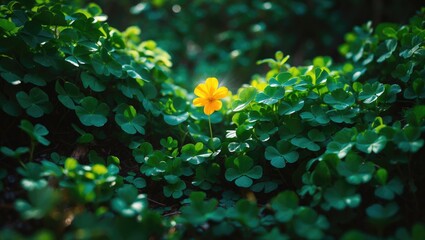 Wall Mural - A solitary yellow flower flourishes in a lush green field of clover leaves, embodying a moment of beauty and contrast.