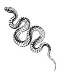 Black and white snake with scales on transparent PNG background. Isolated monochrome illustration of a dangerous and poisonous snake. Venomous reptile on the hunt crawling.