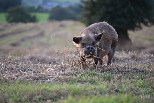 One pig foraging in a hay field with grass on its nose and face.