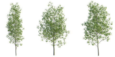 populus tremula tree cutout png transparent background