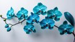 © Seyyar - White background with blue orchid blooms