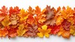 © DZIKRA  - Collection of autumn leaves displaying vibrant colors on a white background, showcasing fall foliage detail