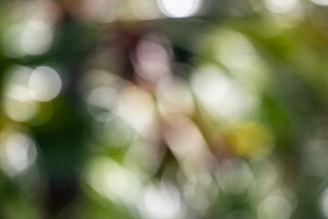 Wall Mural - the image is a blurry photo of a forest with green leaves and branches