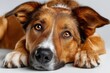 © Роман Варнава - Cute dog lying relaxed on a white background and looking curiously with bright eyes capturing a peaceful moment