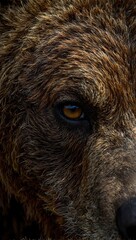 soulful macro image of a brown bears eye framed by weathered fur with streaks of sunlight evoking wi