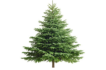 a lush, green evergreen fir tree stands against a stark transparent background, its needles dense an