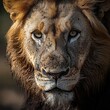 © Istri - Close Up Portrait of Majestic Wildlife Lion