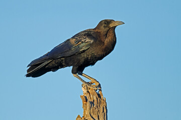 Wall Mural - a cape crow (corvus capensis) perched on a branch against a clear blue sky, south africa.
