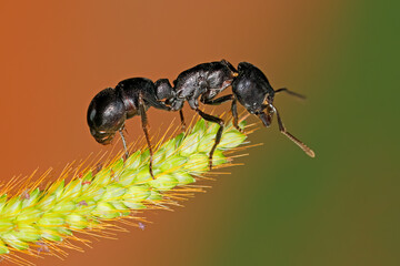 Wall Mural - a large black african ant sitting on a plant, south africa.
