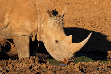 Wall Mural - portrait on an endangered white rhinoceros (ceratotherium simum) drinking water, south africa