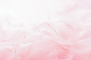 Wall Mural - closeup heap of soft pink bird feathers. fluffy downy, swan feathers. softness of feathers, details 