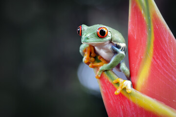 Wall Mural - red-eyed tree frog climbing on dwarf jamaican heliconia flower, red-eyed tree frog (agalychnis calli