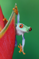 Wall Mural - red-eyed tree frog climbing on dwarf jamaican heliconia flower, red-eyed tree frog (agalychnis calli