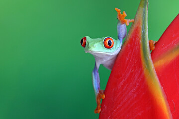 Wall Mural - red-eyed tree frog climbing on dwarf jamaican heliconia flower, red-eyed tree frog (agalychnis calli