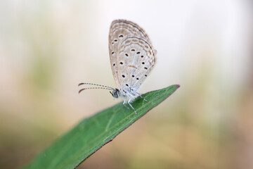 Wall Mural - Close up of small butterfly on green leaf