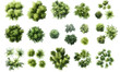 © john - Various green trees, bushes and shrubs, top view for landscape design plan. Isolated watercolor illustration, PNG cutout.
