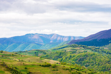 Wall Mural - mountainous rural landscape in spring. alps ukraine. trees and agricultural fields on hills rolling 