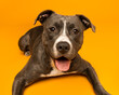 © Arf & Wag Studio - Happy Pit Bull Terrier Against Bright Orange Background