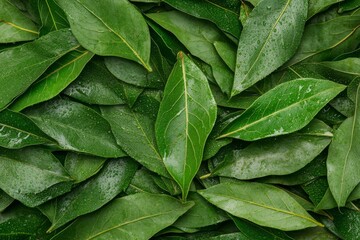 Aufkleber - Large green leaves covered in glistening water droplets create a striking visual against a blurred background, showcasing their freshness and vibrant texture