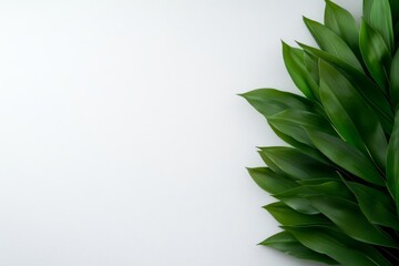 Poster - Single tropical palm tree with vibrant green fronds stands out against a clean white background, offering ample copy space for innovative design applications