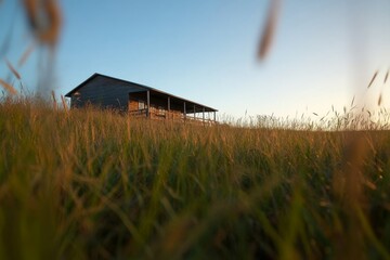 Poster - Warm golden hour light bathes an old wooden barn set amidst tall grass gently swaying in the breeze, with a clear blue sky overhead, creating a peaceful atmosphere