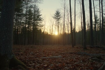 Poster - Sun rays illuminate the forest floor covered in fallen leaves, creating a tranquil atmosphere during golden hour with towering trees surrounding the scene