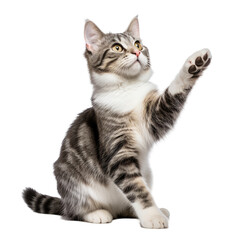 Naklejka na meble Domestic Short-Haired Cat on transparent background