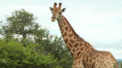 Wall Mural - Beautiful giraffe and green foliage, handheld view