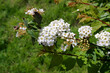 © a8764 - White flowers of a spirea bush on a background of green grass