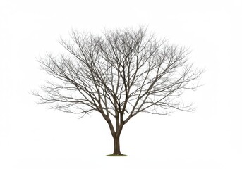 a leafless tree with bare branches against a bright white background in a minimalist style image