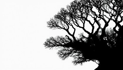  Silhouetted tree branches against a white background nature photography minimalist environment artistic viewpoint emphasizing natural beauty