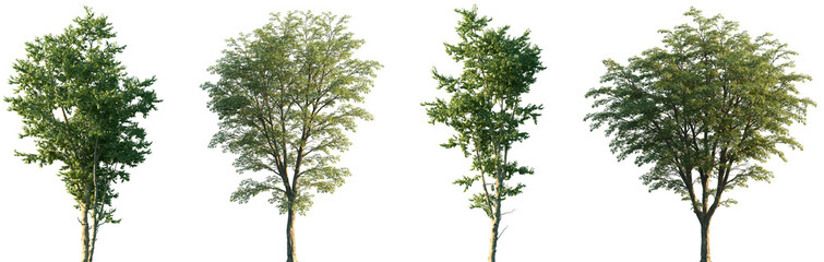 Set of Ostrya virginiana and Hamamelis virginiana frontal set street trees isolated png on a transparent background perfectly cutout