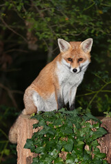 Wall Mural - Portrait of a cute red fox standing on a tree stump in a forest