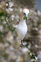 Wall Mural - portrait of a northern gannet carrying nesting material in its beak