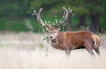Wall Mural - Red deer stag with grass on antlers standing in a meadow during the rut in autumn
