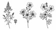 © arizhal - Botanical Line Art Illustration with Wildflowers and Meadow Plants