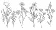 © arizhal - Detailed Floral Line Art of Wildflowers for Botanical Illustration Designs