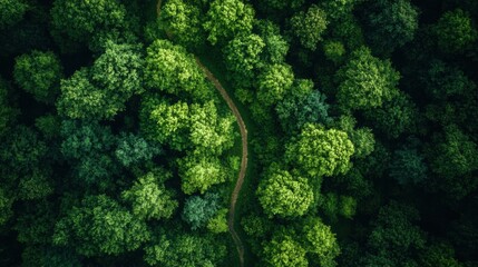 Aufkleber - Exploring the intricate maze of paths in a lush green forest from an aerial perspective for nature navigation