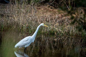 Wall Mural - snowy white egret in the marsh