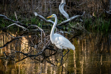 Wall Mural - snowy white egret in the marsh