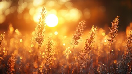 Aufkleber - soft focus photograph of tall grass,warm sunlight illuminating a misty background during early morning hours,stock image