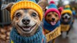 © Dmitry - Joyful dogs in handmade knitwear enjoy a festive stroll, showing their playful spirits among fallen leaves