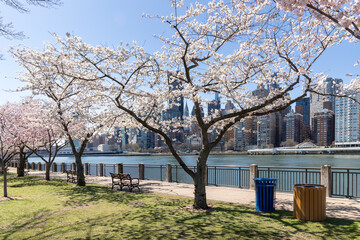Wall Mural - Cherry trees bursting with blossoms create a picturesque view along the waterfront of Roosevelt Island in New York City. A vibrant scene against a backdrop of skyscrapers.