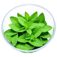 Wall Mural - mint leaves in a bowl isolated on transparent background