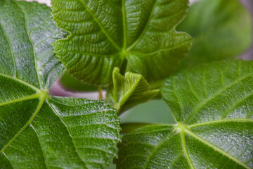 Fig leaf, fig tree leaves, The first leaves of the fig tree open and emerge in spring, Close up macro of green leaf buds, A fig tree branch and vibrant leaves, set in an outdoor garden. Mediterranean.