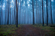 © Robert - dark forest in the fog