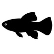 © pixostudio - siamese algae eater fish black silhouette of a moorish idol fish aquatic animal ocean life- simple black silhouette of a siamese algae eater fish tropical sea life animal icon,