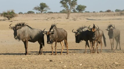 Wall Mural - blue wildebeest (connochaetes taurinus) standing in a dry and dusty riverbed, kalahari desert, south