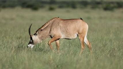 Wall Mural - a rare roan antelope (hippotragus equinus) in natural habitat, mokala national park, south africa
